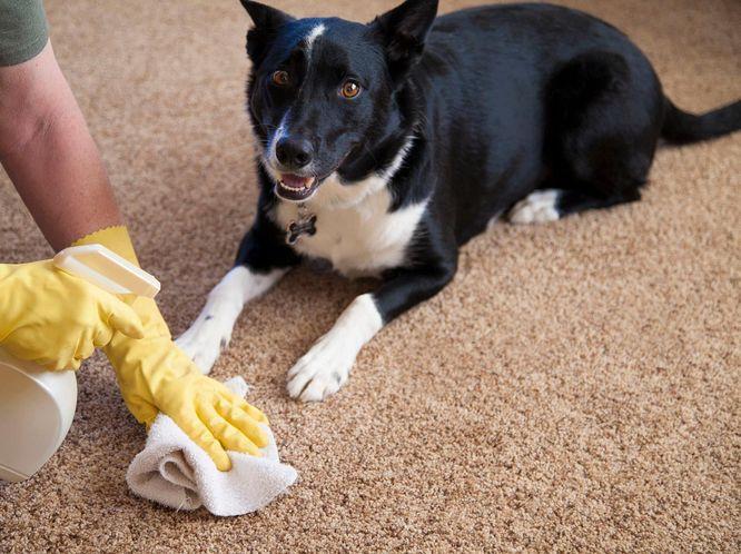 Уборка после животных [region-extra] Nova